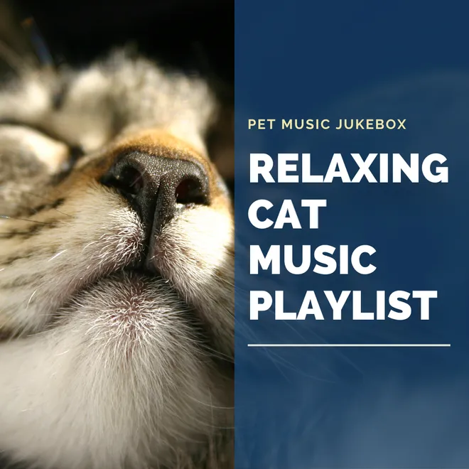 Relaxing cat music playlist