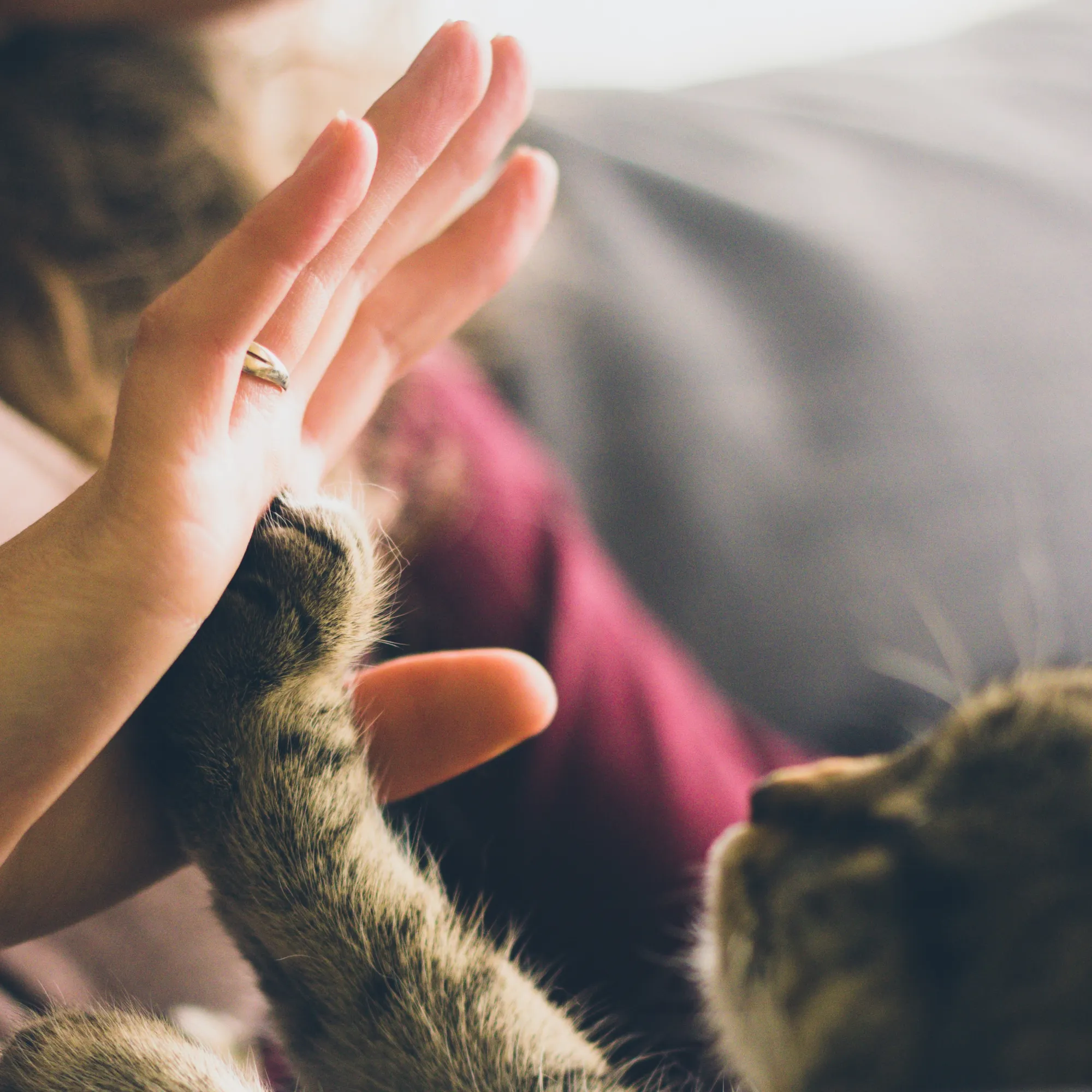 A hand and a cat's paw touching